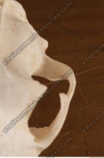 photo reference of skull 0099